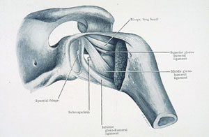 anatomie-physiologie