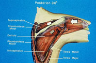 Articulation-Gleno-Humerale-1