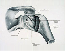 Articulation-Gleno-Humerale